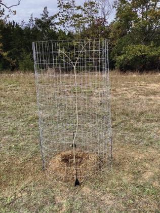 The Hill Country Chapter of the Texas Master Naturalist is planting 100 trees in several hill country counties, complete with wire enclosures to protect the young trees. Courtesy photo.