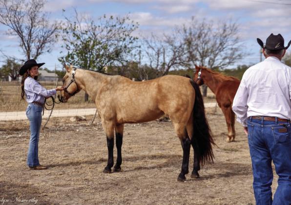 As judge Frank Lindley passes, Horse Club member Korah Mayfield shows her mare Mercedes in the first ever halter horse classes at the Menard County Youth &amp; Livestock Show in December. Madolyn Nasworthy, photo.