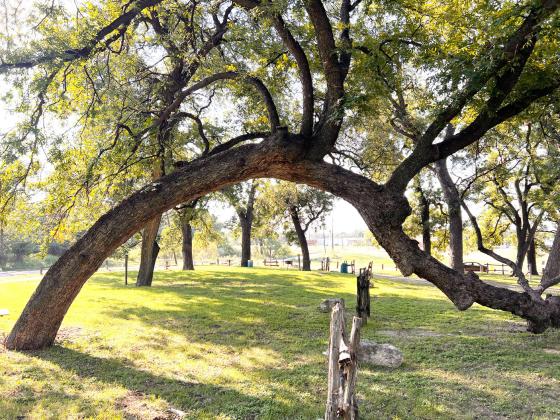 ABOVE- The alleged marker tree is easily recognizable. It can be found near the slab at the city’s low water park. Courtesy photo.