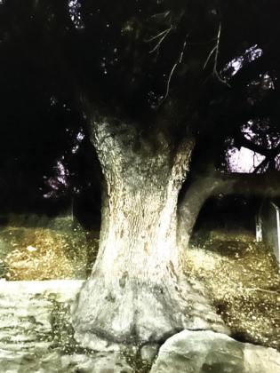 The majestic live oak at MHS