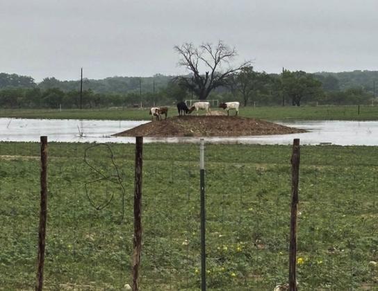 HIGH AND DRY- Bill and Glynda Baugh's cattle move to higher ground as floodwaters rise in Menard. Judge Brandon Corbin photo. weather frontera rates juneteenth reading