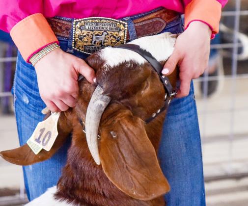 FAR LEFT- Madolyn Nasworthy snapped this pic of sophomore Taytum Chambless’s breeding goat at the county show last Friday.