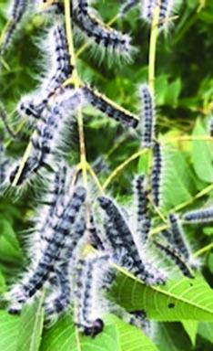 Above: Adult Walnut caterpillars gathered on leaves.