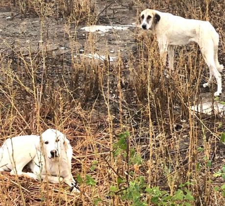 Found in NW Menard County: Two guard dogs