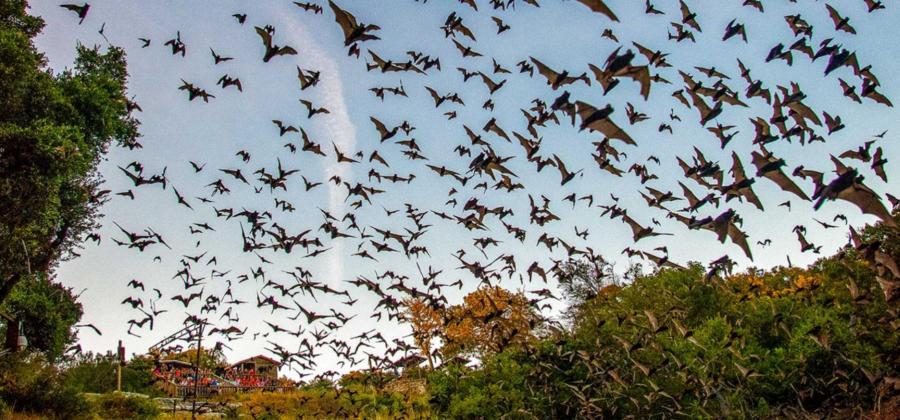 Bats leaving the Old Tunnel in the Old Tunnel State Park in 2020.