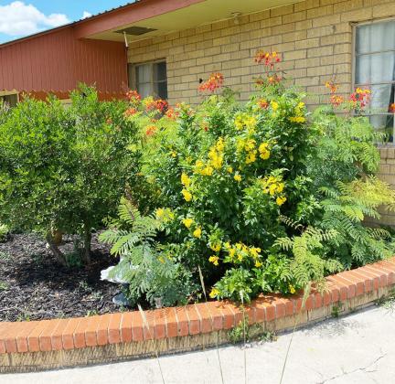 Dayma Smith sent us this photo of her colorful (as seen in e-edition) yellow bells and Pride of Barbados flowers, which she says are a huge attraction for migrating butterflies. Thanks for sharing with us, Dayma!