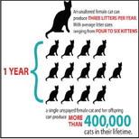 Menard County Community Cat Clinic
