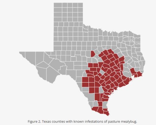 Commissioner Sid Miller warns producers as Pasture Mealybug spreads across Texas