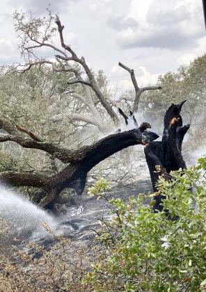 WHERE THERE'S SMOKE THERE'S FIRE- Last Monday Menard VFD responded 2 miles into McCulloch County on US 190E for mutual aid. A grass fire ignited when this tree was struck by lightning. The fire burned 50 acres and was contained quickly. Despite recent rains, most of the area remains parched and the outdoor burn ban remains in place. Photo courtesy MVFD.