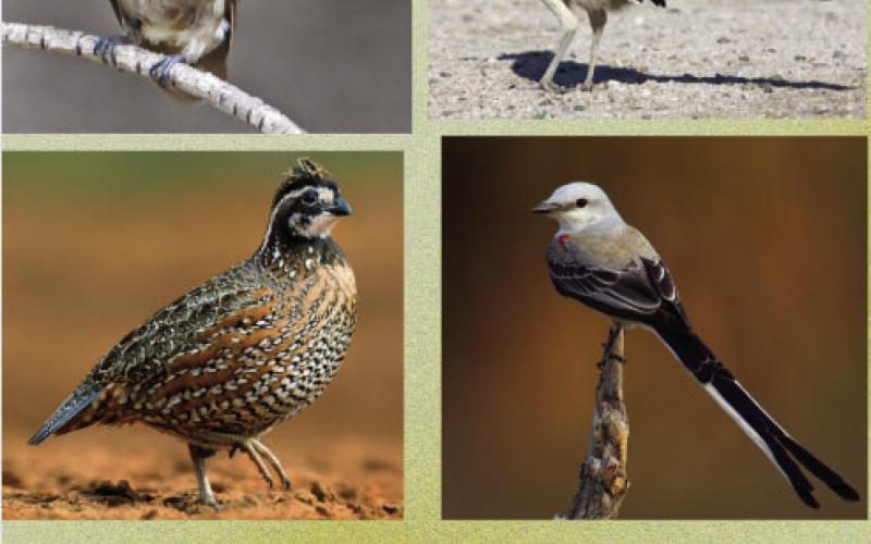Your vote is requested! Help pick The Bird City Menard Mascot