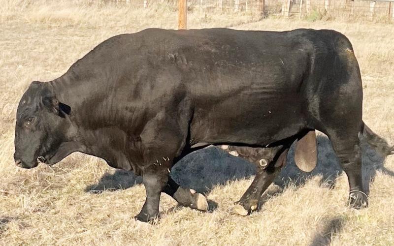 A NOTICE OF ESTRAY has been filed by Menard County Sheriff's Office (see page 2 for legal notice) for the Brangus/Angus bull pictured above. The bovine has unrecognizable brands upon his left hip and is estimated at 1500-1800 pounds. If the owner of the bull does not come forward with proof of ownership by March 20, 2026, he will be sold at public livestock auction. If this guy looks familiar, or you know who he belongs to, please call the MCSO at (325) 396-4705. Photo courtesy Sheriff Burl Hagler.