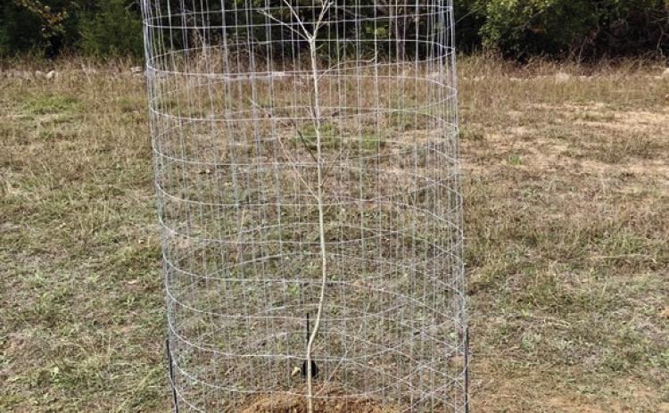 The Hill Country Chapter of the Texas Master Naturalist is planting 100 trees in several hill country counties, complete with wire enclosures to protect the young trees. Courtesy photo.