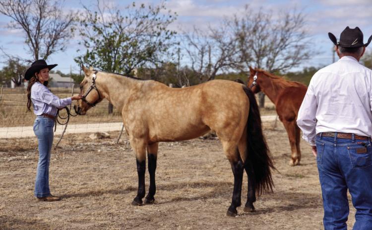 As judge Frank Lindley passes, Horse Club member Korah Mayfield shows her mare Mercedes in the first ever halter horse classes at the Menard County Youth &amp; Livestock Show in December. Madolyn Nasworthy, photo.