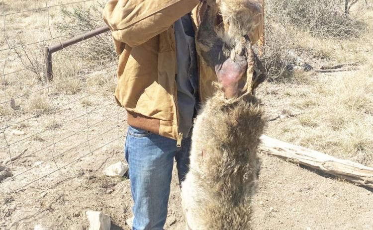 One more predator down