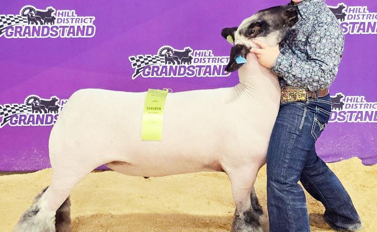 Menard Elementary fourth-grader Ellie Hand recently secured a top-ten spot with her seventh place class 4 medium wool class at the Hill District Grandstand market lamb show in Llano. Ellie and her lambs will compete in San Angelo next month. Courtesy photo.