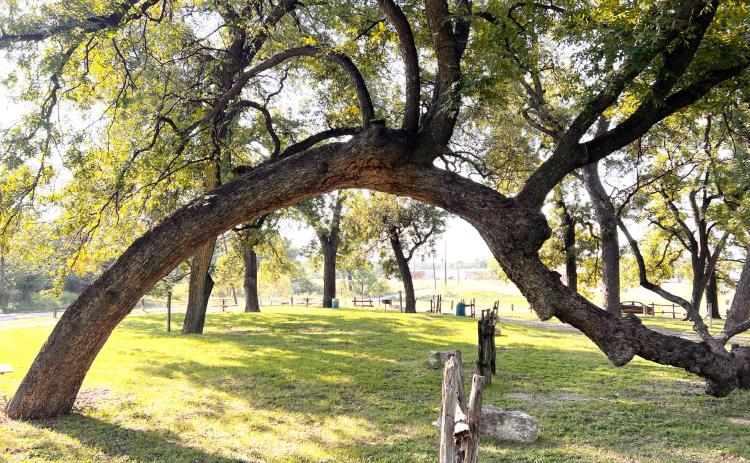 ABOVE- The alleged marker tree is easily recognizable. It can be found near the slab at the city’s low water park. Courtesy photo.