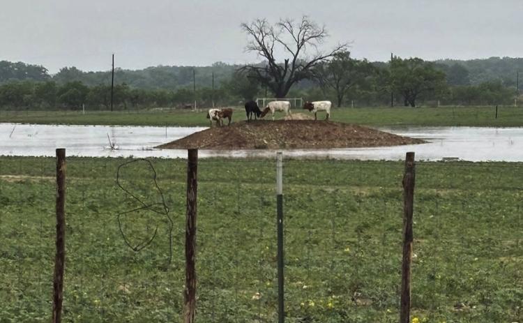 HIGH AND DRY- Bill and Glynda Baugh's cattle move to higher ground as floodwaters rise in Menard. Judge Brandon Corbin photo. weather frontera rates juneteenth reading