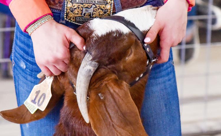 FAR LEFT- Madolyn Nasworthy snapped this pic of sophomore Taytum Chambless’s breeding goat at the county show last Friday.