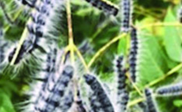 Above: Adult Walnut caterpillars gathered on leaves.