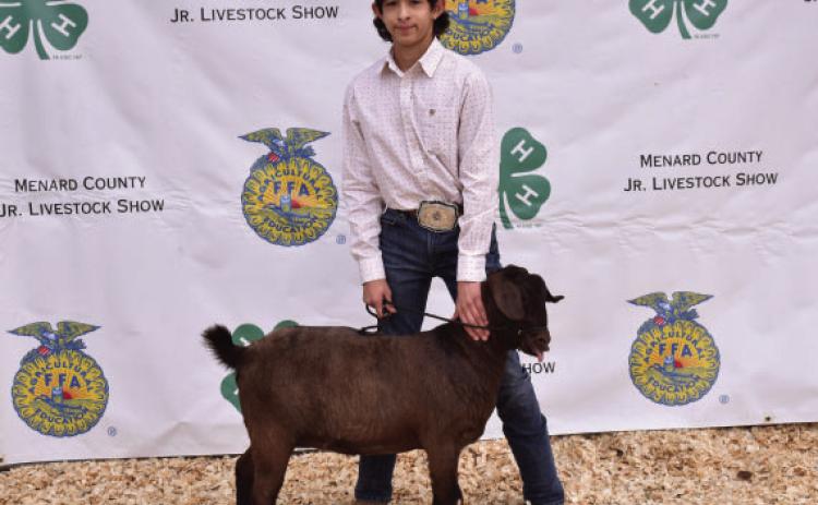 Mason Mireles with his 4th place Heavy Weight Breeding Goat.