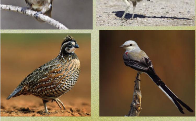 Your vote is requested! Help pick The Bird City Menard Mascot