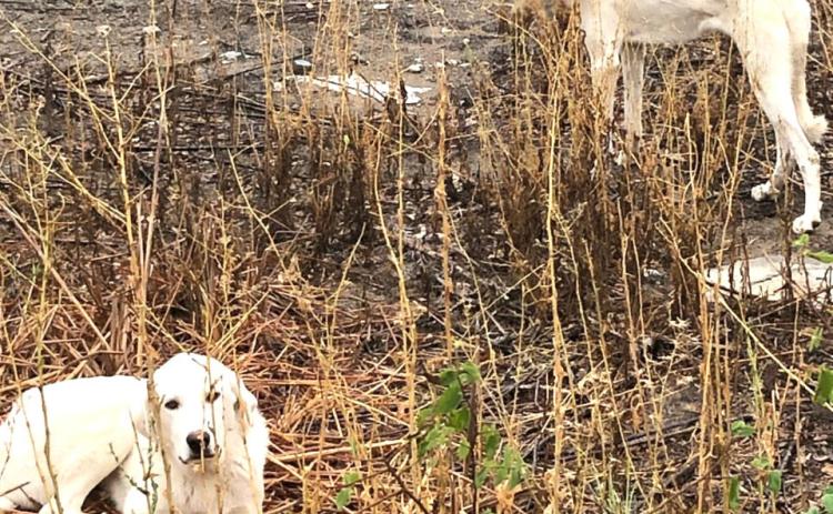 Found in NW Menard County: Two guard dogs
