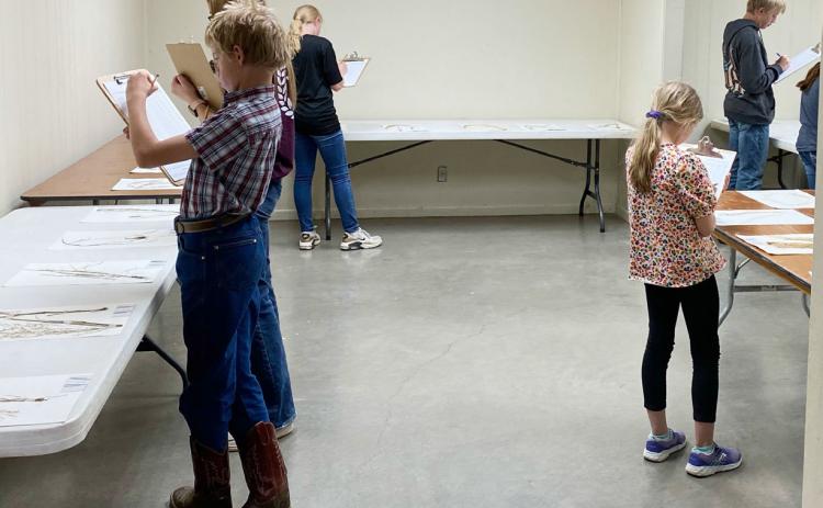 RIGHT- Menard Plant Identification contestants take their turn in examining flora specimen during the Kimble County competition. Pictures are Roy Mews, Mackenzie Wright, Caitlyn Burch, Saydee Meadow, Benjamin Burch. Courtesy photo.